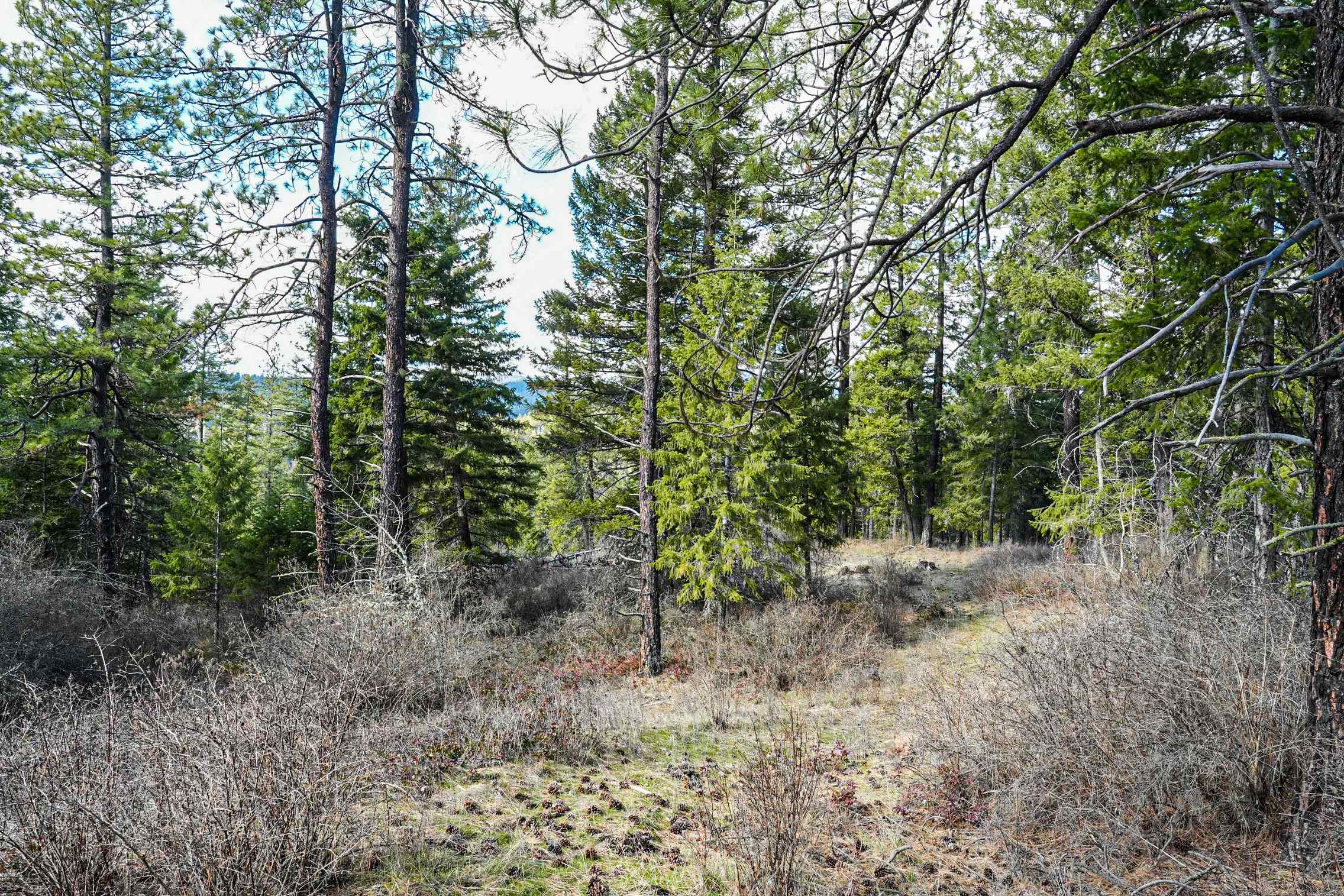Xx Suther Lane Elk, WA 99009 - Photo 16 of 24
