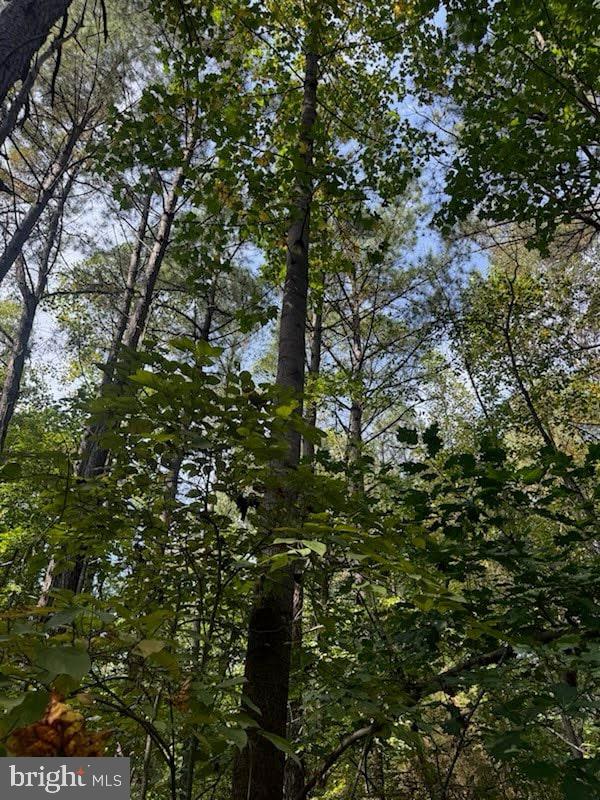 2550 Redbud Lane Owings, MD 20736 - Photo 5 of 10 a view of tree