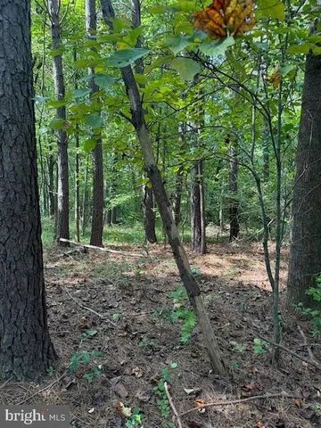 a view of a forest filled with trees