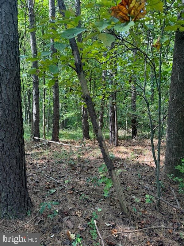 2550 Redbud Lane Owings, MD 20736 - Photo 7 of 10 a view of a forest filled with trees