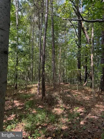 a view of a forest with trees