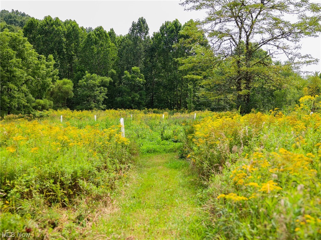 73110 Turkey Run Road Kimbolton, OH 43749 - Photo 24 of 29 View of nature