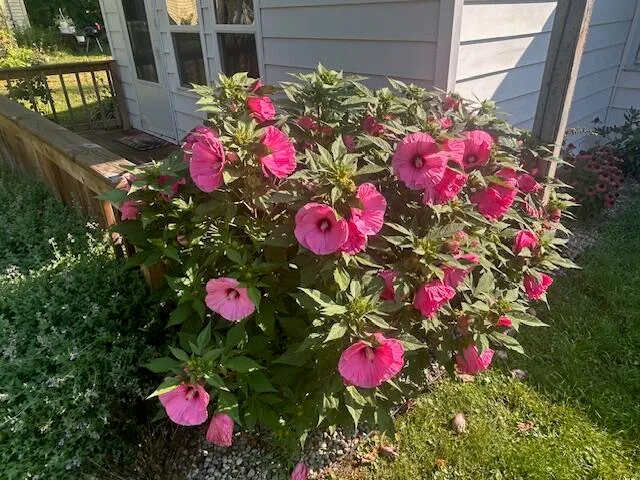 $135,000 | 8039 Riley Road, Farwell, MI 48622