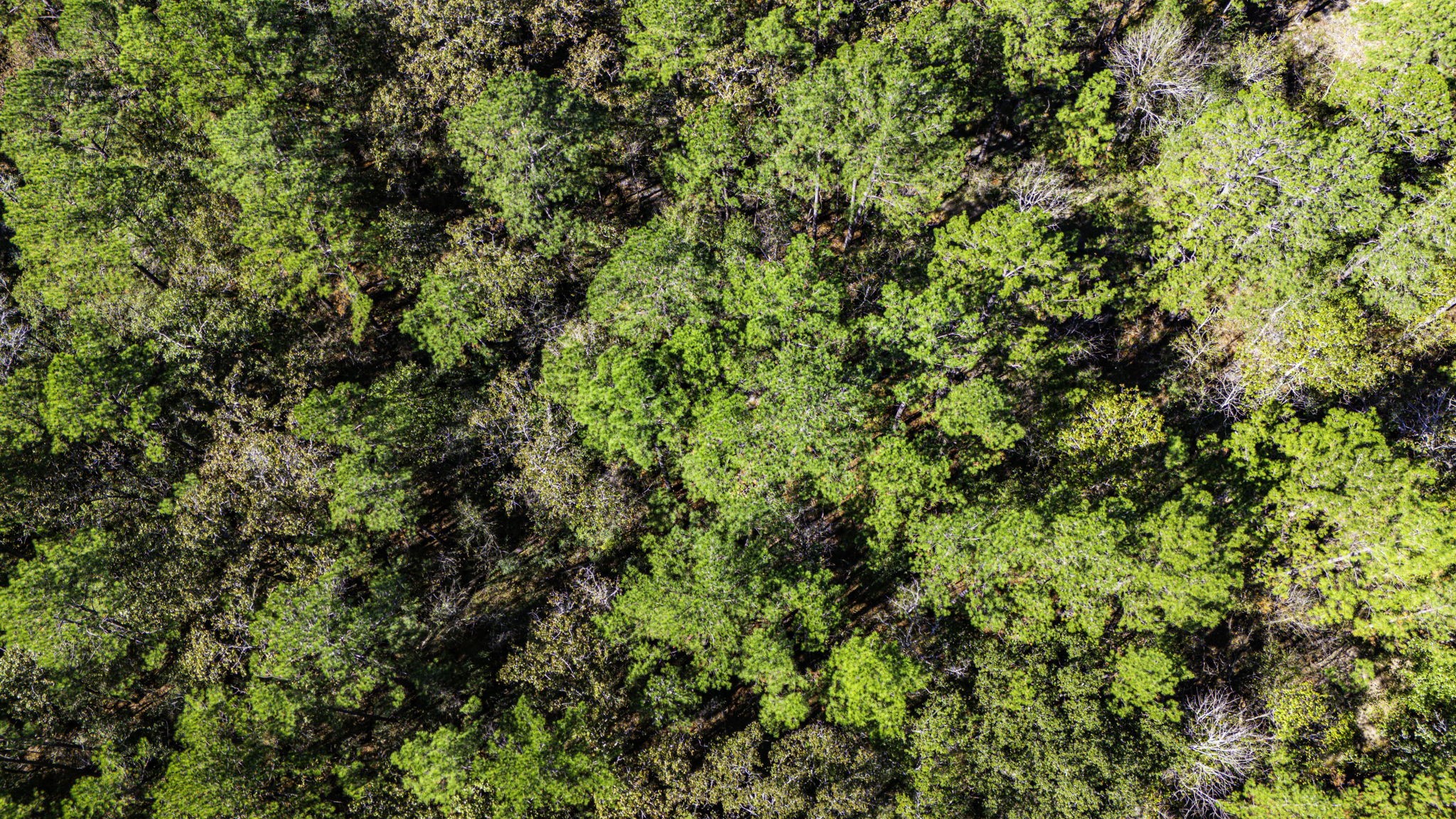 17 Magnolia Ranch Road Onalaska, TX 77360 - Photo 10 of 14