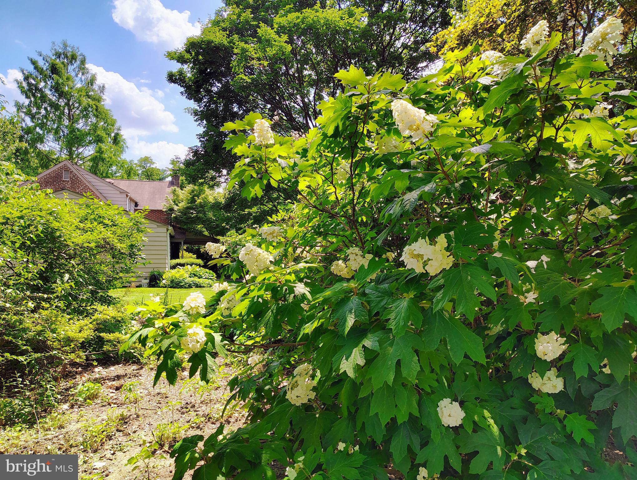 435 Laverock Road Glenside, PA 19038 - Photo 36 of 38 Gorgeous plantings