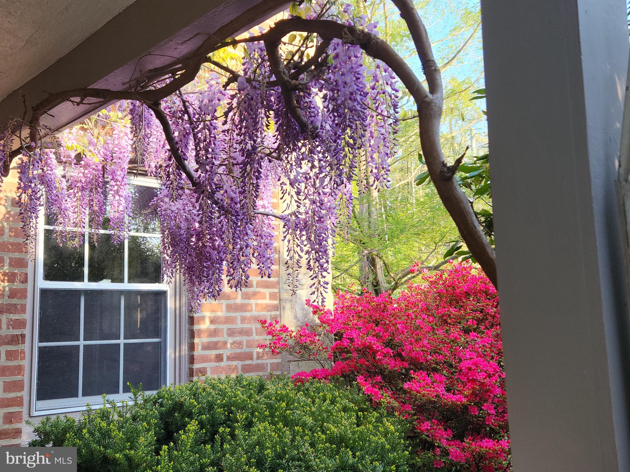 435 Laverock Road Glenside, PA 19038 - Photo 38 of 38 Beautiful flowers
