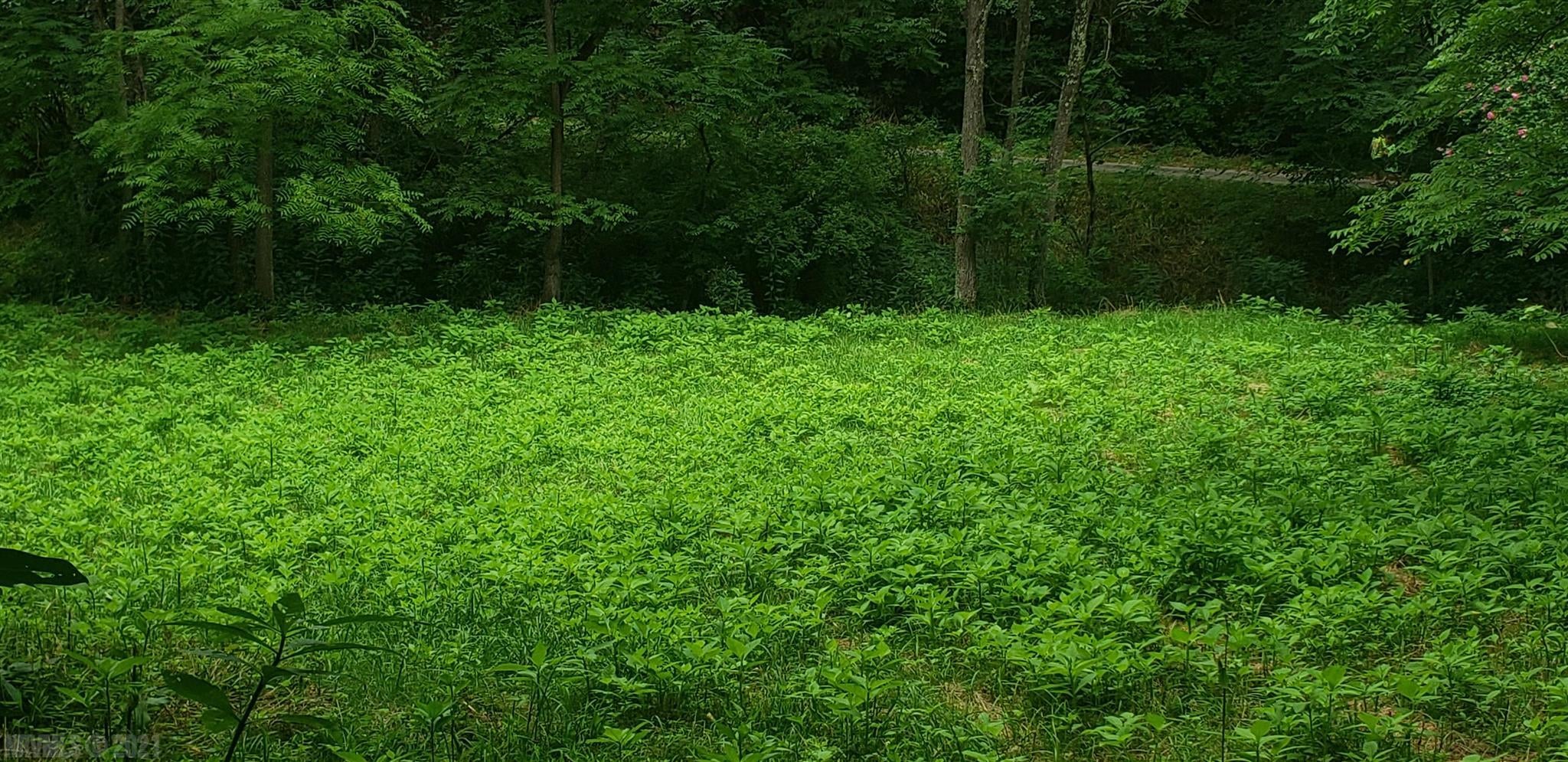 7166 Wilderness Road Dublin, VA 24084 - Photo 6 of 7 Gallery Image 6