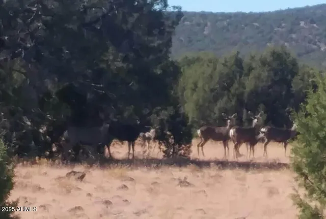 $185,000 | 369 East B E Antler Trail, Williams, AZ 86046