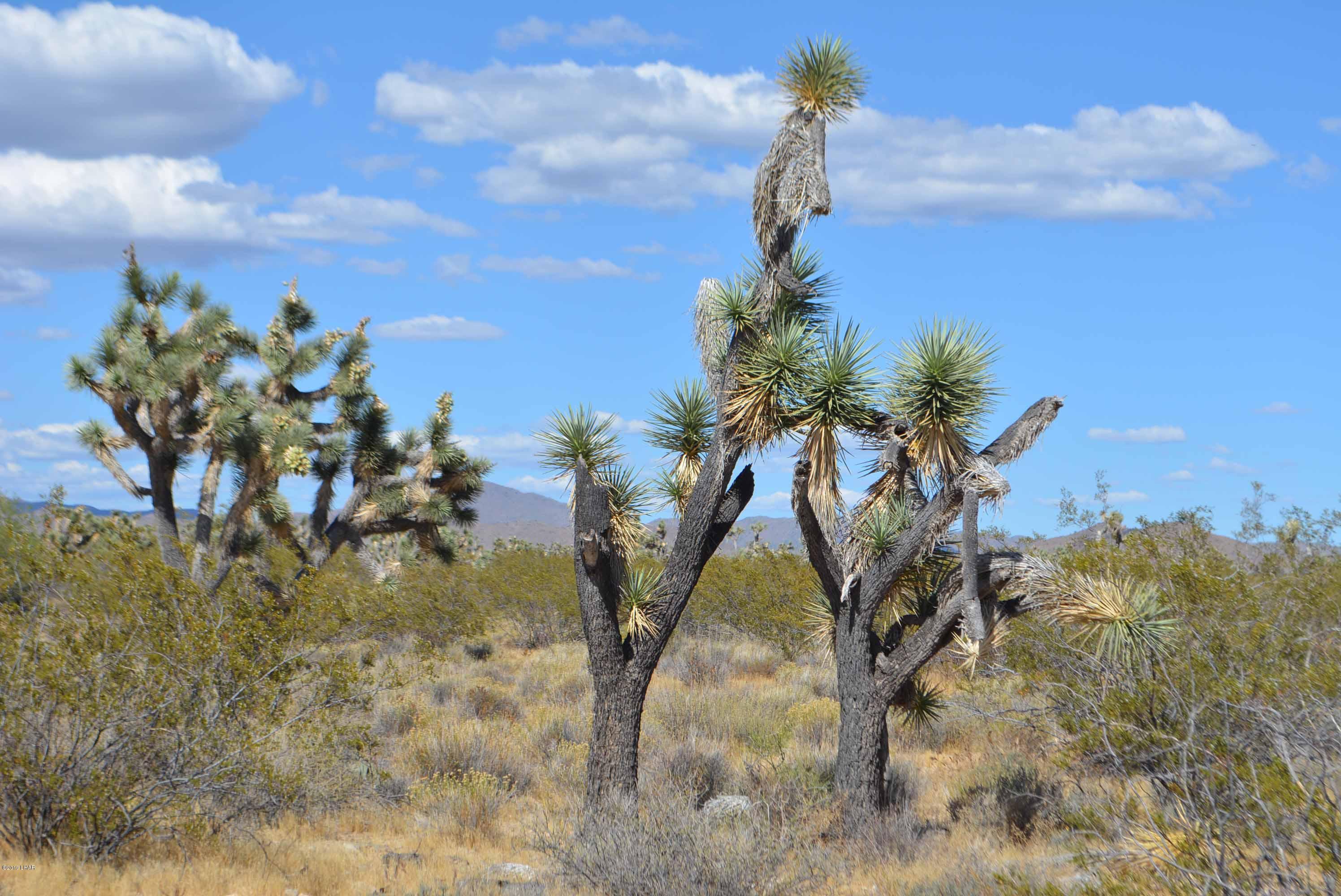 Lot 248 South Gold Mine Road Yucca, AZ 86438 - Photo 16 of 24 DSC_0017