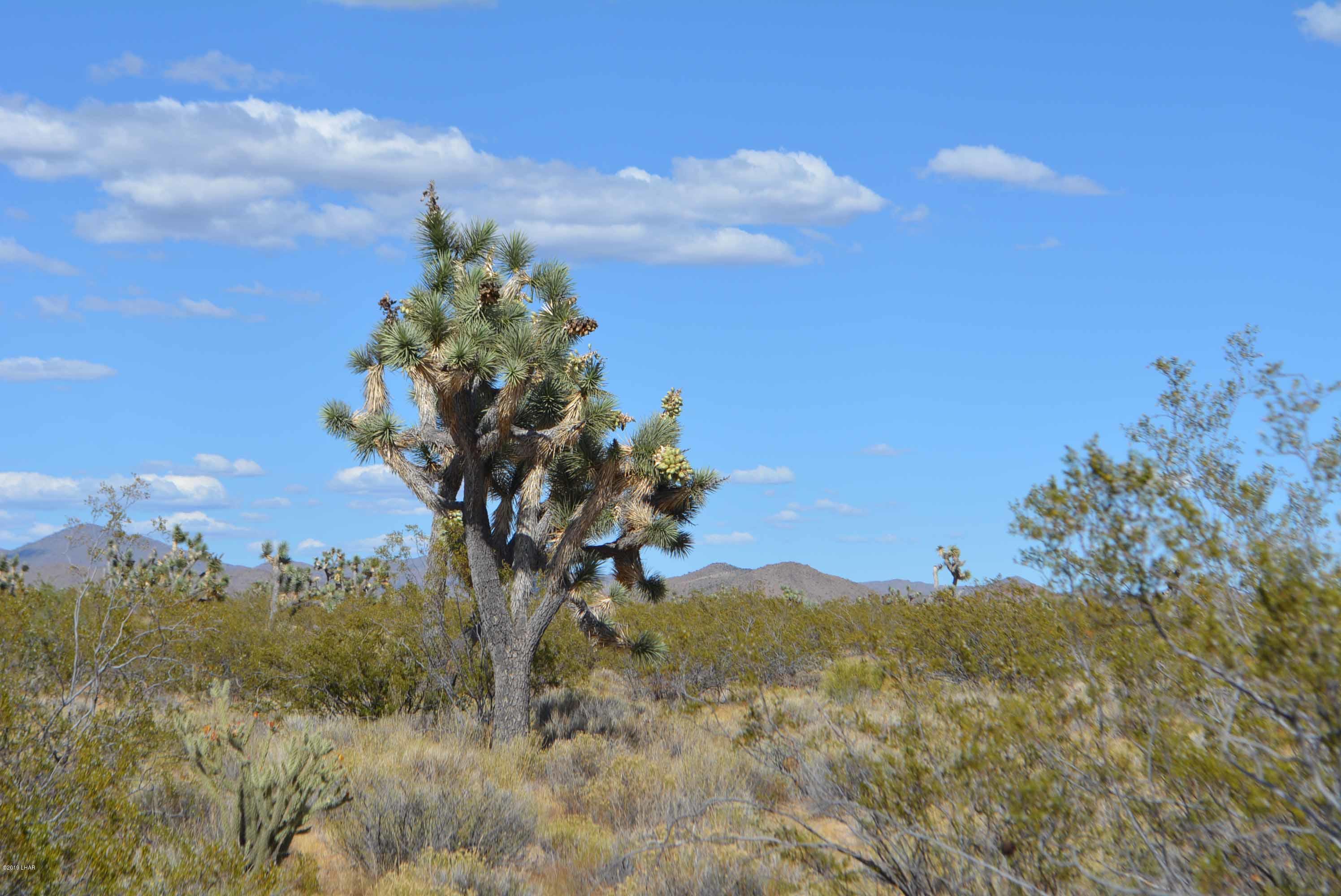 Lot 248 South Gold Mine Road Yucca, AZ 86438 - Photo 19 of 24 DSC_0020
