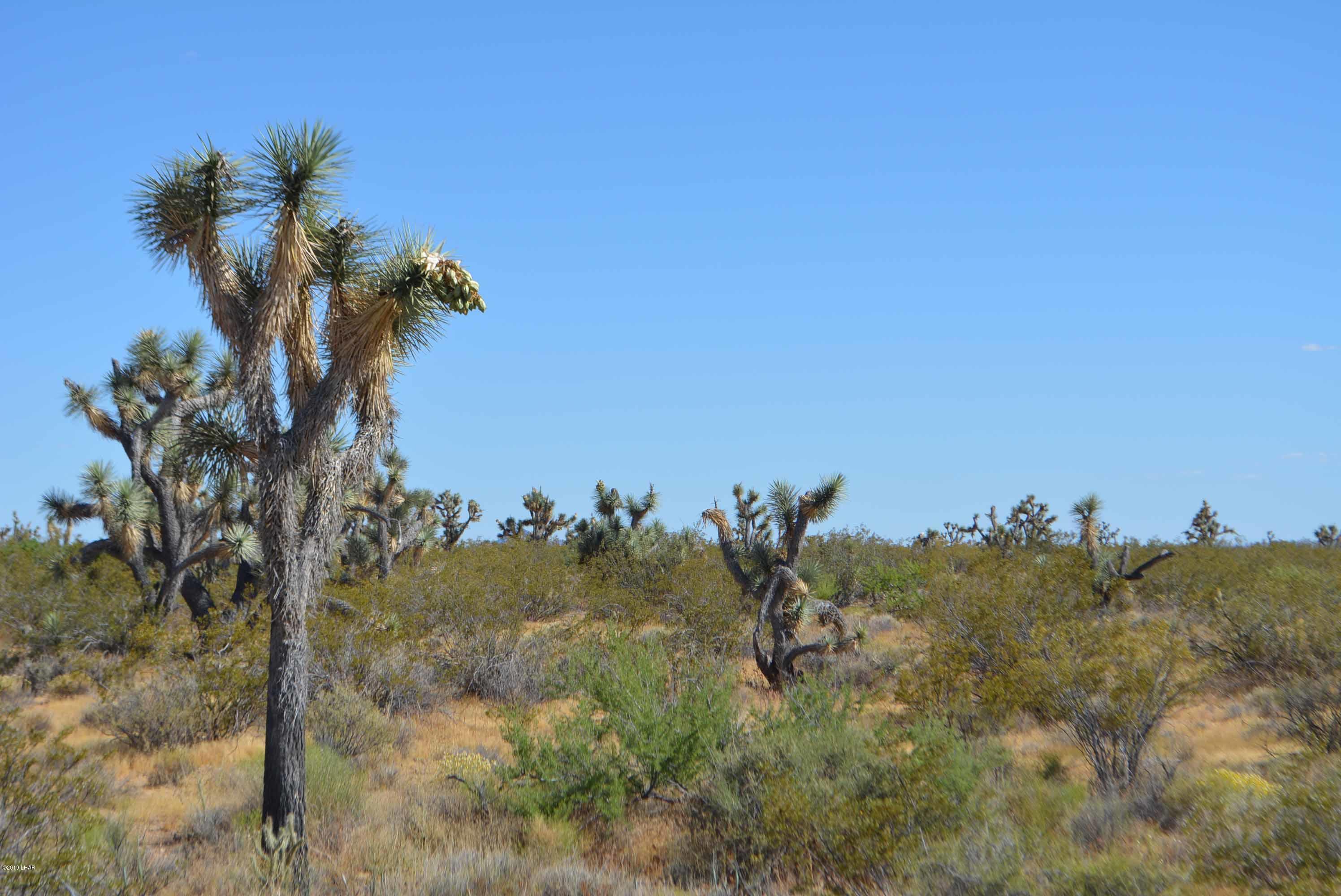 Lot 248 South Gold Mine Road Yucca, AZ 86438 - Photo 8 of 24 DSC_0009