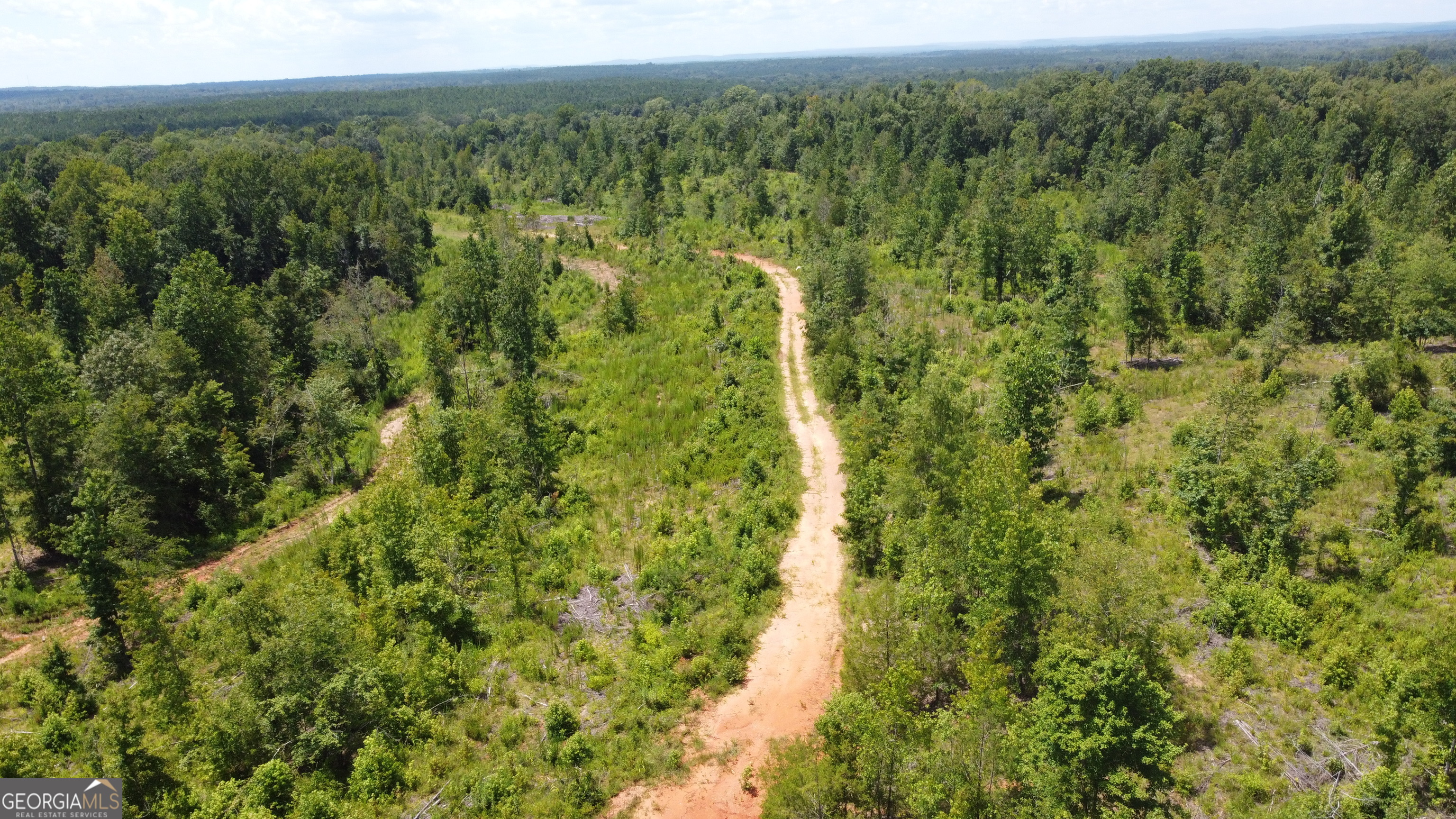 a view of a forest with a street
