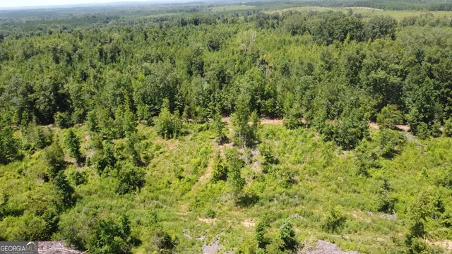 a view of a forest with a street