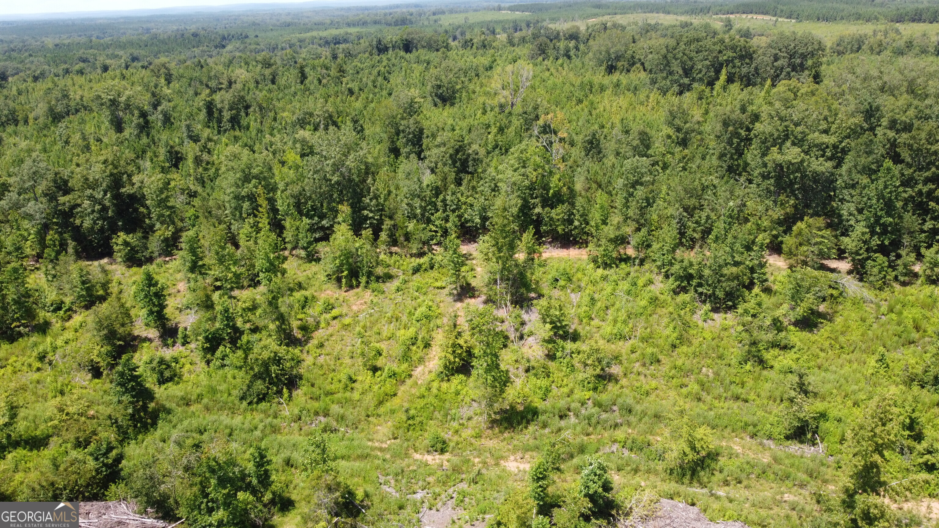 0 None Junction City, GA 31812 - Photo 4 of 12 a view of a forest with a street