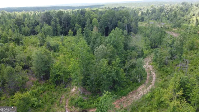 a view of a forest with a street