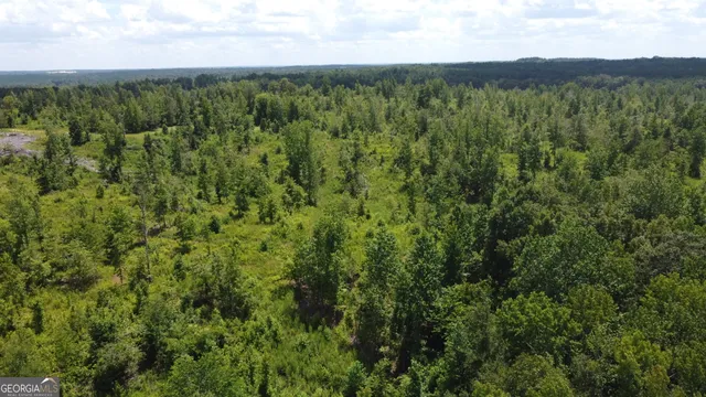 a view of a forest with a street