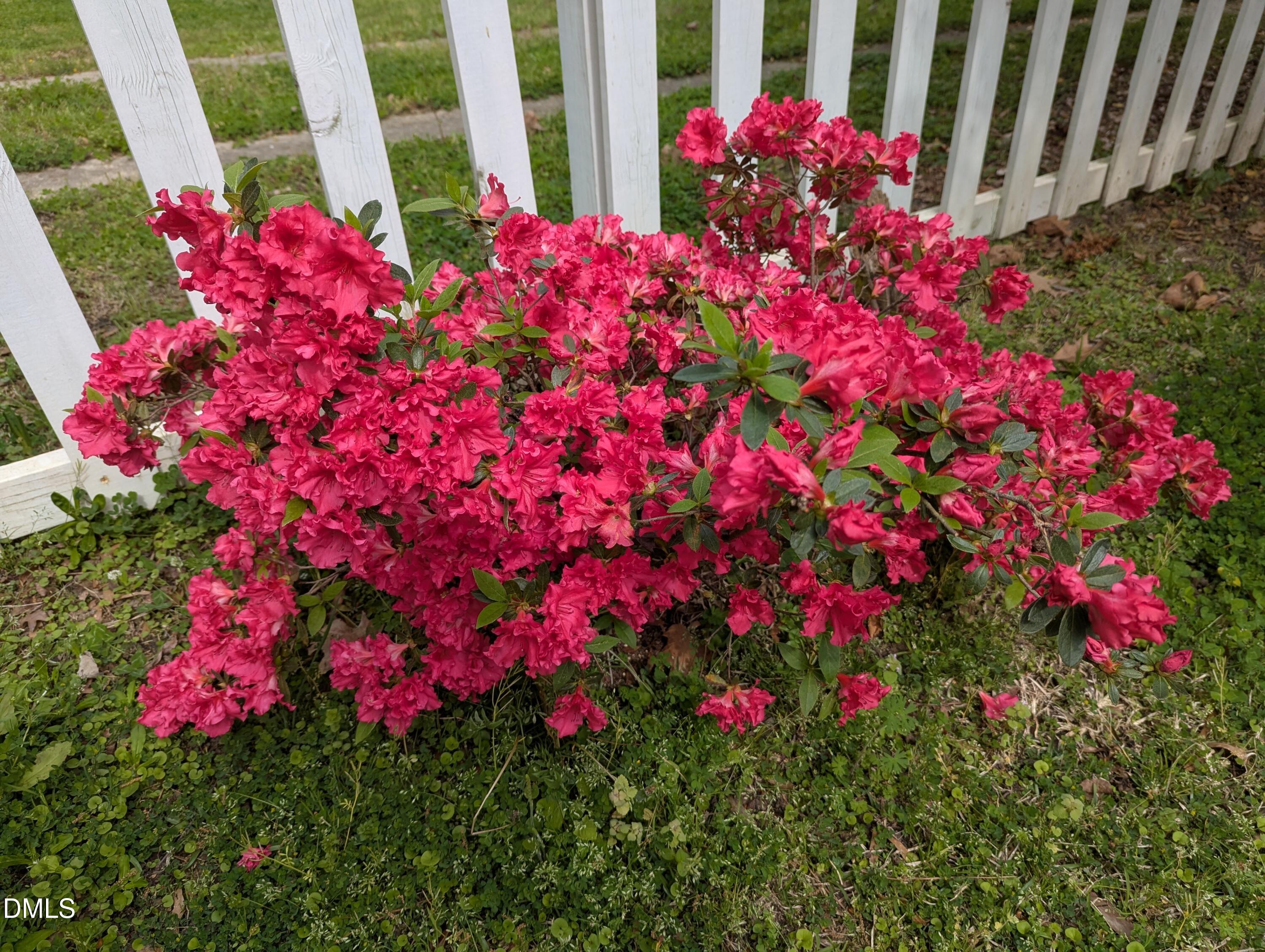 215 East Branch Street Spring Hope, NC 27882 - Photo 45 of 61 a view of a flower