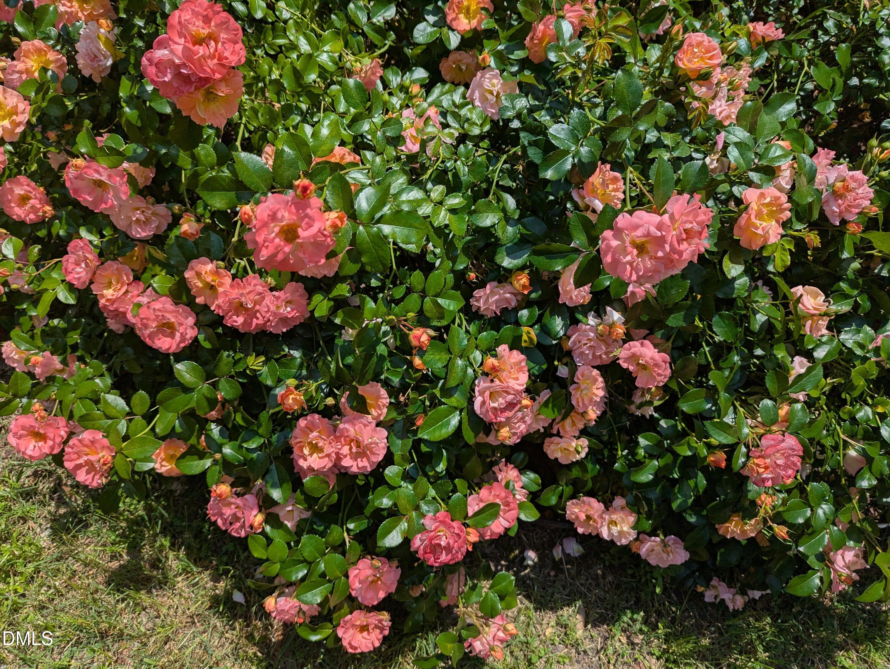 215 East Branch Street Spring Hope, NC 27882 - Photo 49 of 61 a view of a flower