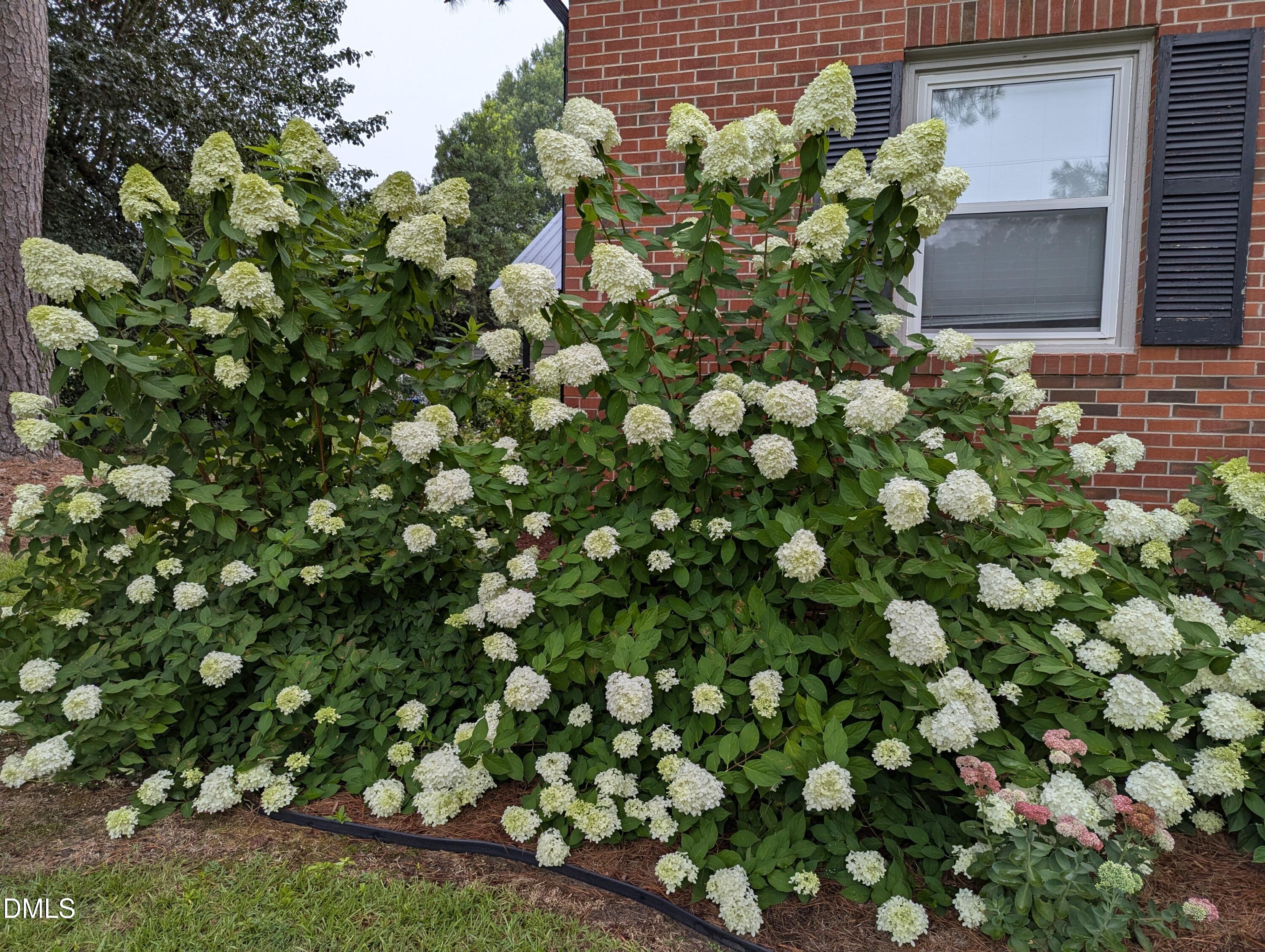 215 East Branch Street Spring Hope, NC 27882 - Photo 4 of 61