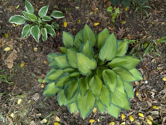 $275,000 | 215 East Branch Street, Spring Hope, NC 27882