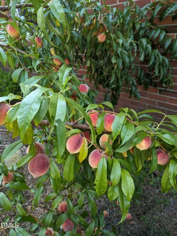 $275,000 | 215 East Branch Street, Spring Hope, NC 27882