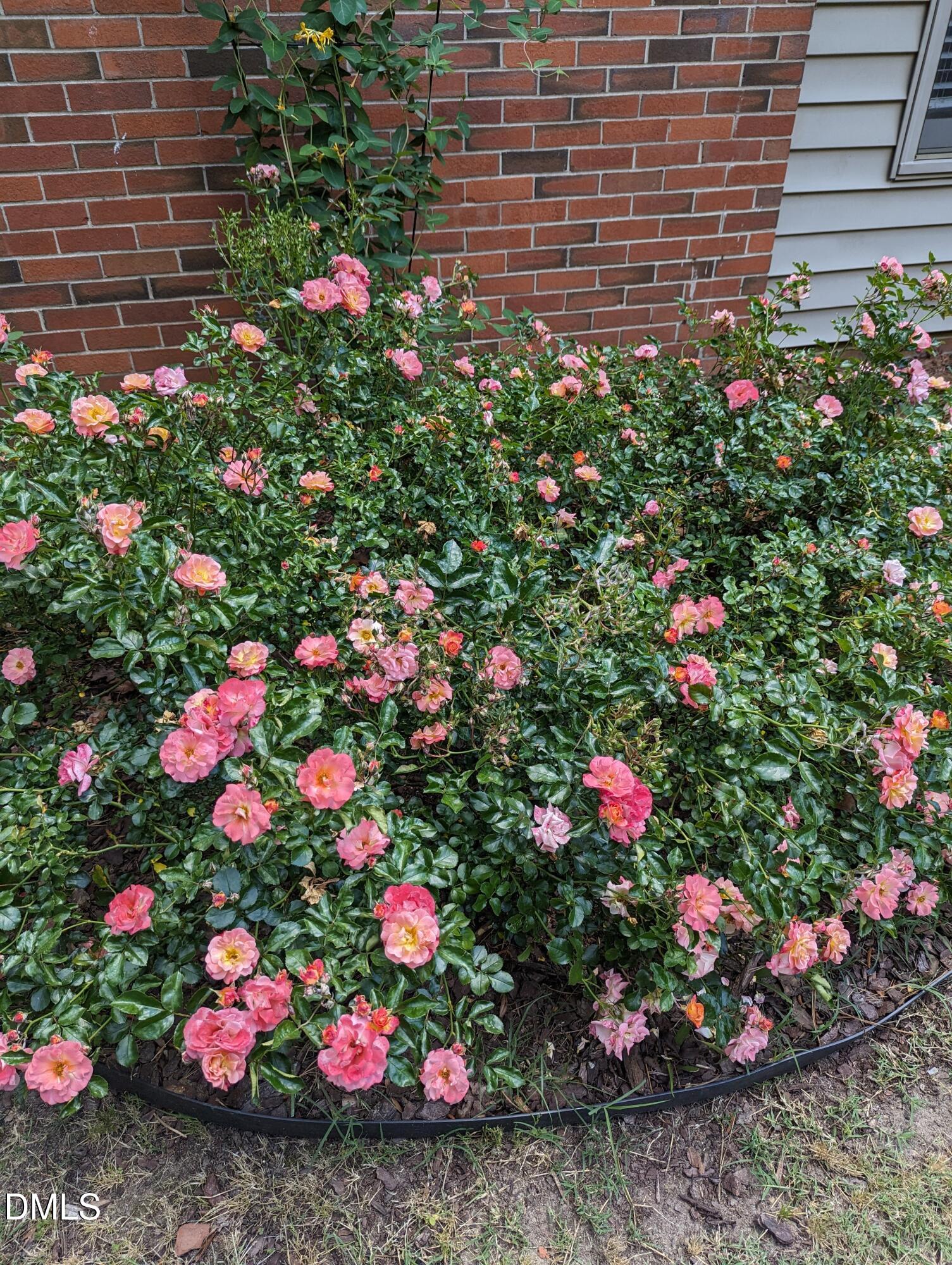 215 East Branch Street Spring Hope, NC 27882 - Photo 56 of 61 a view of a flower in a garden