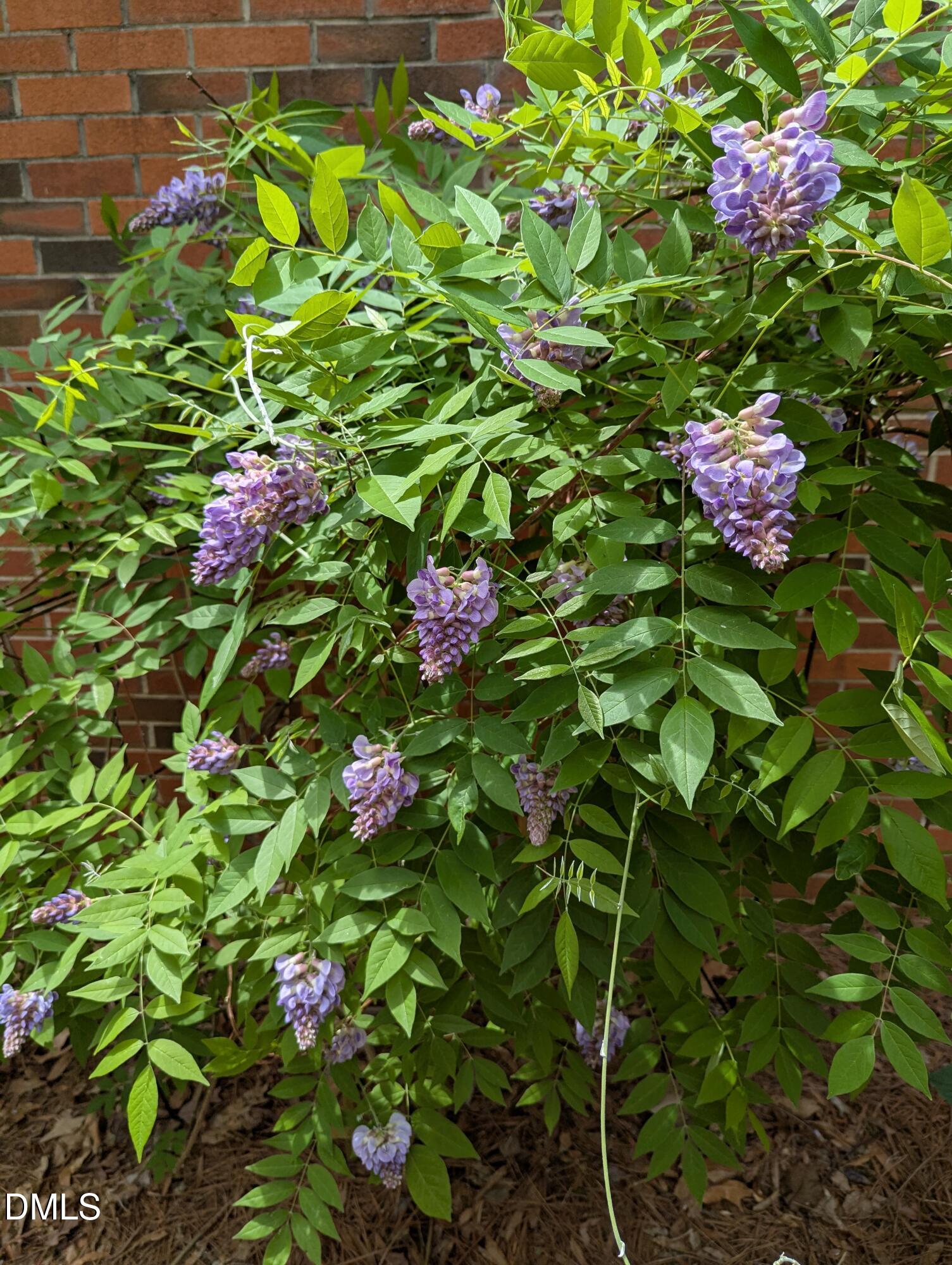 215 East Branch Street Spring Hope, NC 27882 - Photo 57 of 61 a small yard with flowers