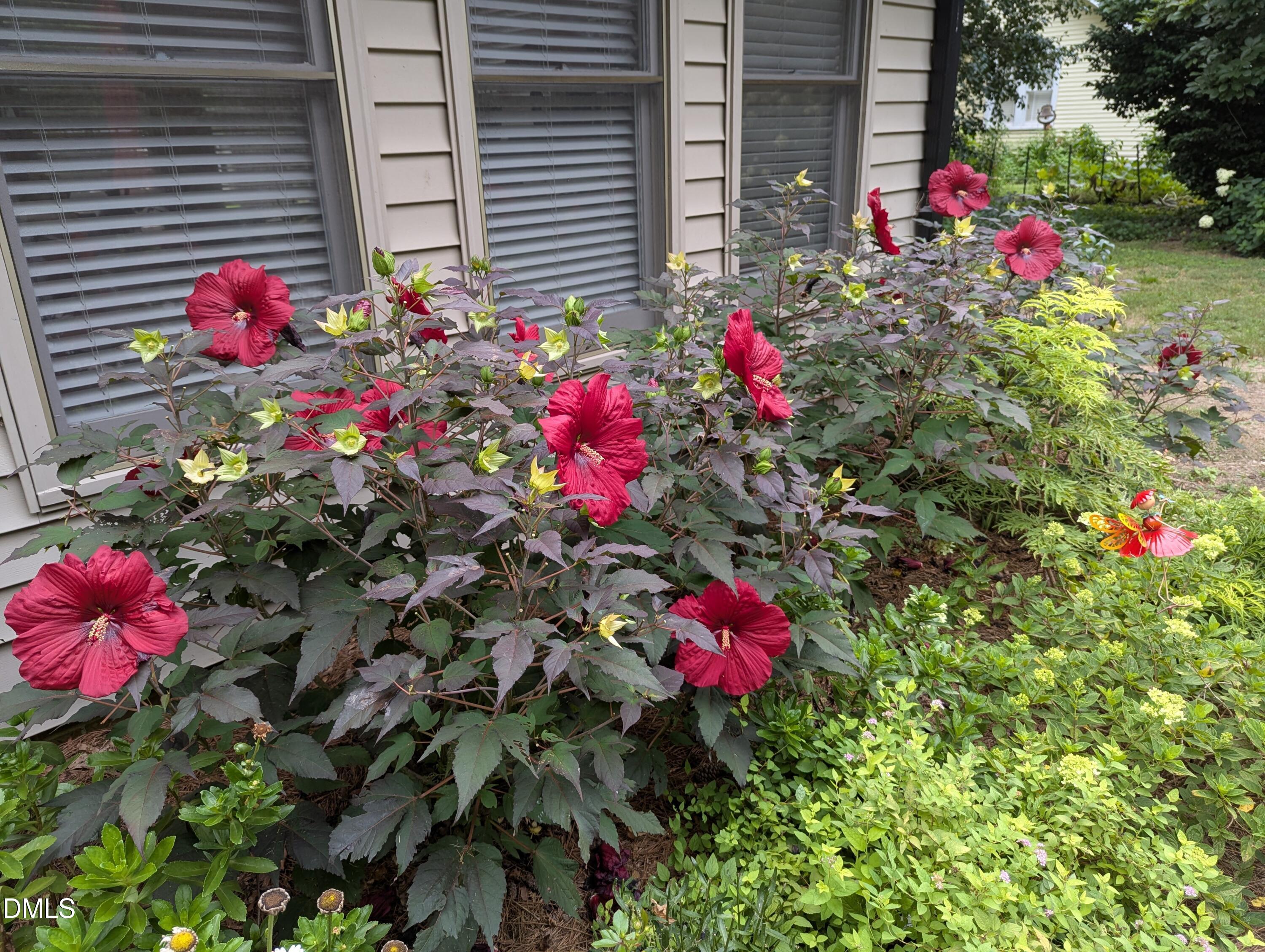 215 East Branch Street Spring Hope, NC 27882 - Photo 6 of 61 a flower plants