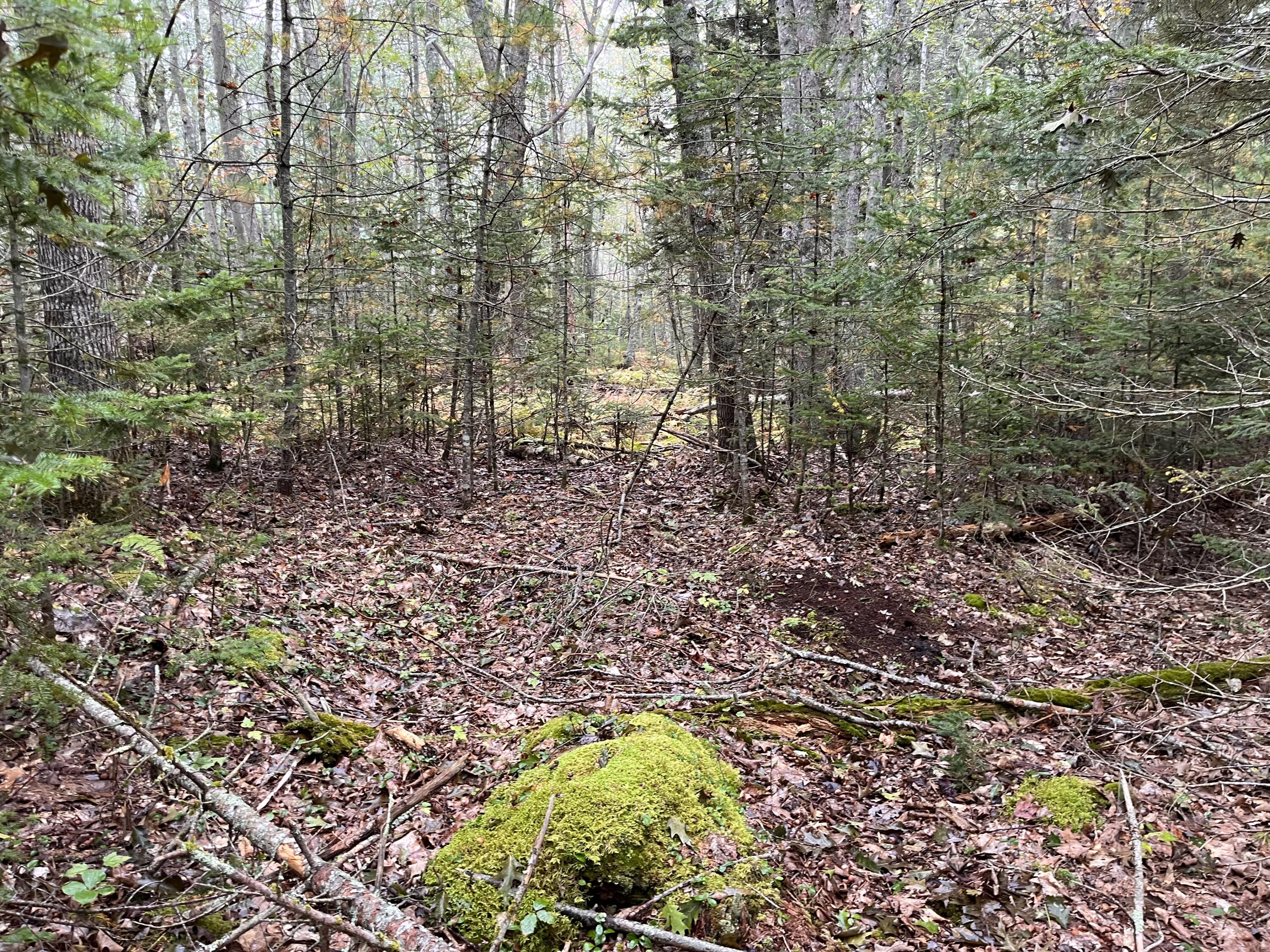 Lot 83 Black Spruce Road Bristol, ME 04539 - Photo 5 of 22 F9E6F425-7156-442D-86CA-85D49D716672