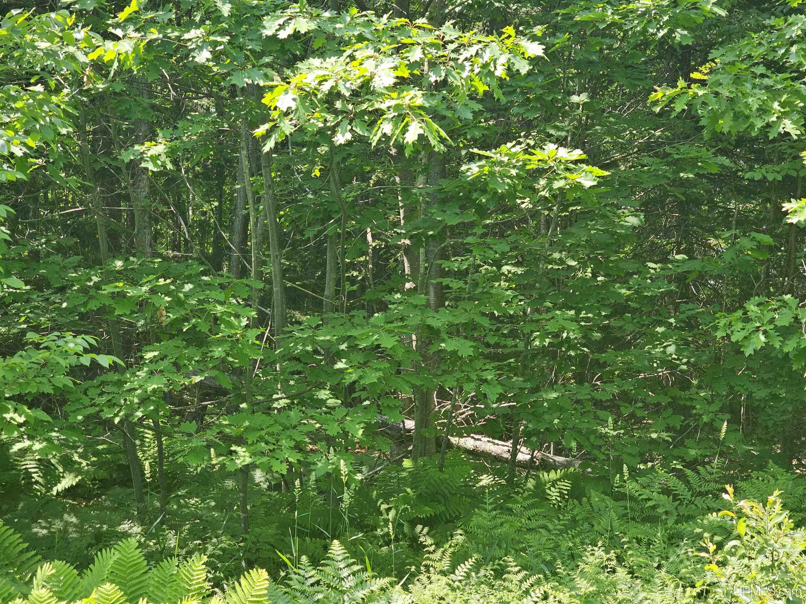 Tbd Pike River Road Chassell, MI 49916 - Photo 6 of 8