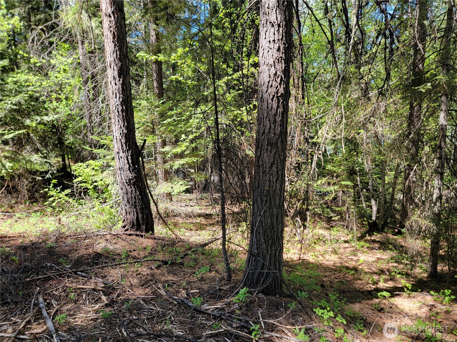 263 Twin Lakes Road Inchelium, WA 99138 - Photo 3 of 11 a view of a forest with trees