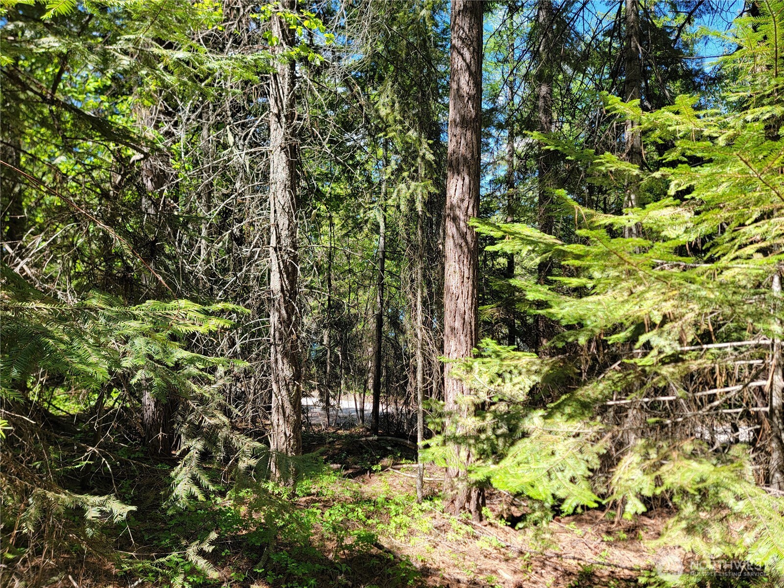 263 Twin Lakes Road Inchelium, WA 99138 - Photo 5 of 11 a backyard of a house with lots of green space