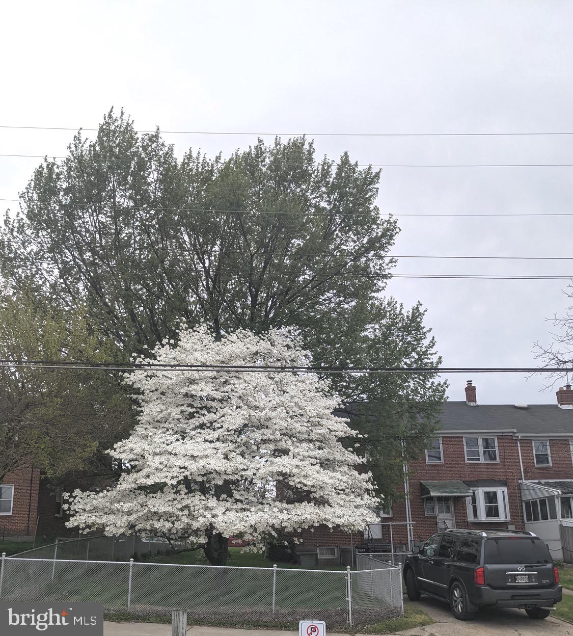 7325 Stratton Way Baltimore, MD 21224 - Photo 49 of 50 Dogwood tree in bloom!