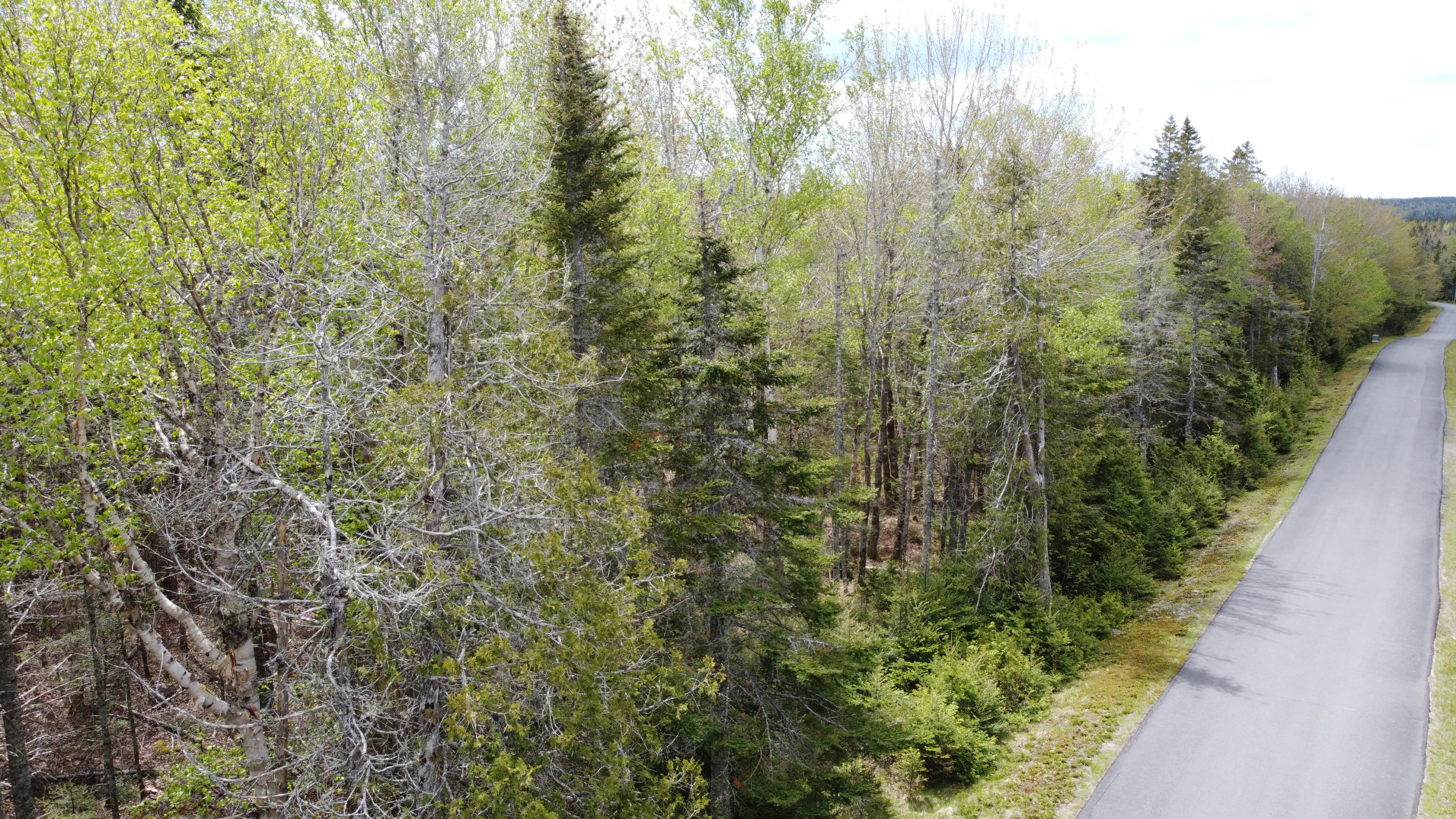 84 Yoho Head Road Machiasport, ME 04655 - Photo 4 of 12 DJI_0181