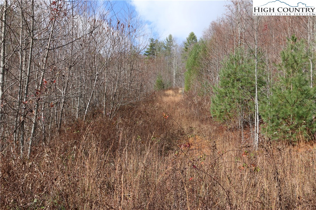 Big Laurel Road Creston, NC 28615 - Photo 18 of 27 a view of a forest with trees in front of it