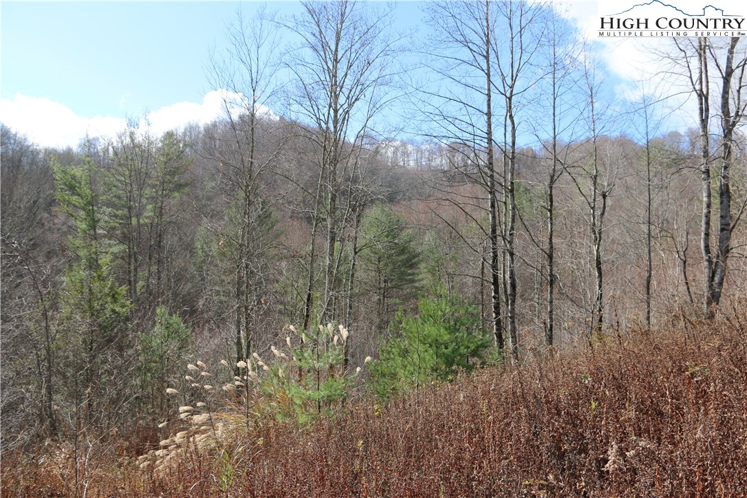 Big Laurel Road Creston, NC 28615 - Photo 20 of 27 a view of a forest that has a tree
