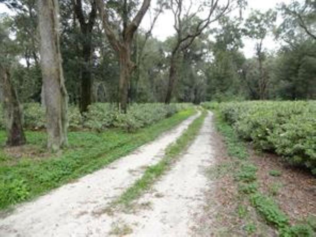 610 Burnsed Road Pierson, FL 32180 - Photo 6 of 14