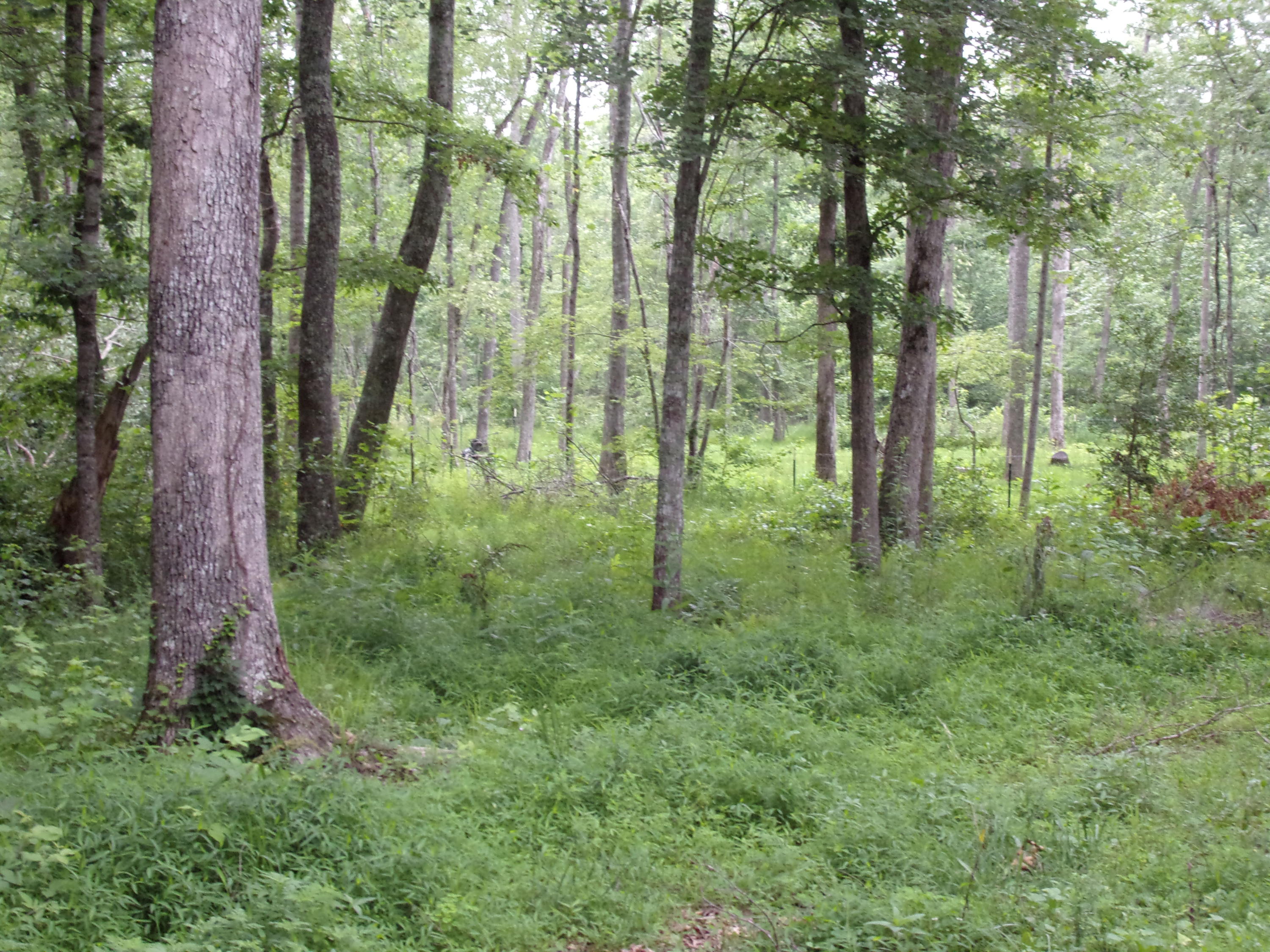 598 Black Mountain Road Dunlap, TN 37327 - Photo 19 of 59 101_0089