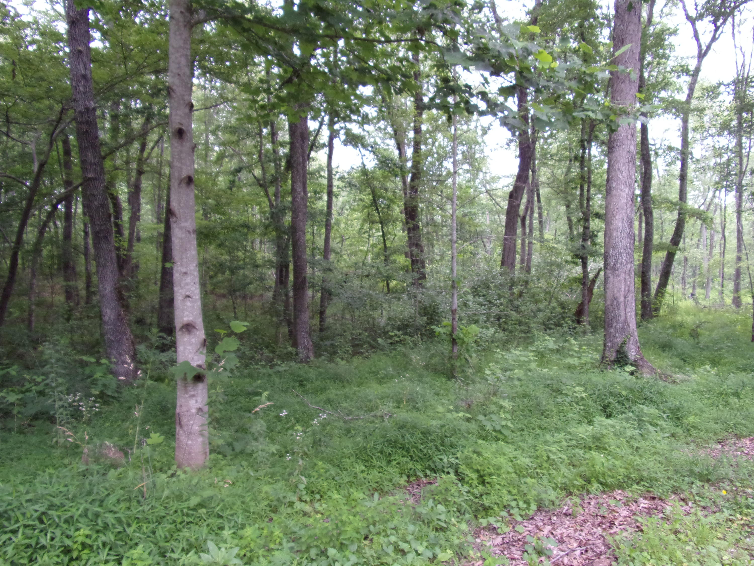 598 Black Mountain Road Dunlap, TN 37327 - Photo 22 of 59 101_0090