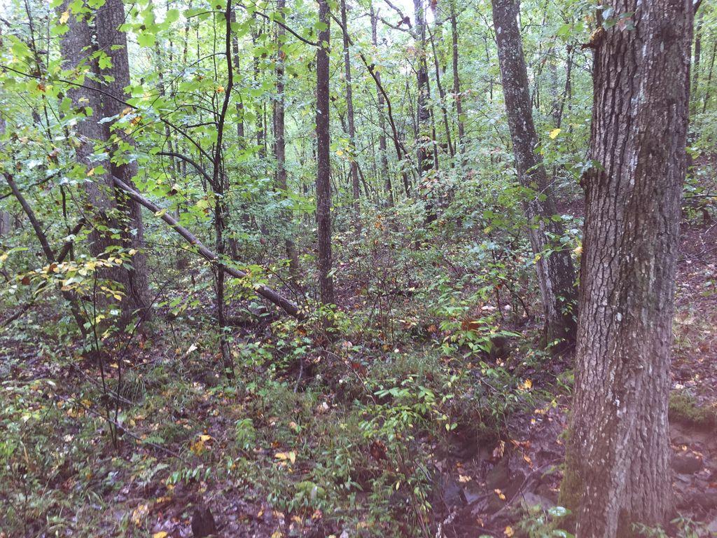 598 Black Mountain Road Dunlap, TN 37327 - Photo 55 of 59 14