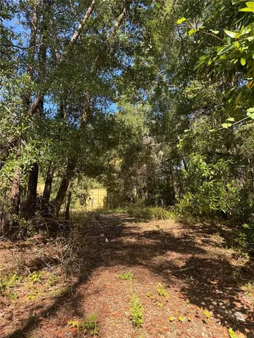 a view of a forest filled with trees