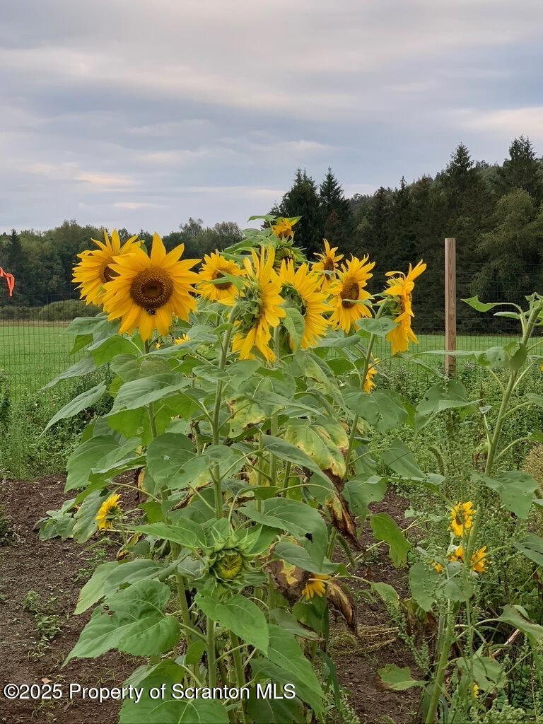 105 Grimms Road Honesdale, PA 18431 - Photo 102 of 107 sunflowers