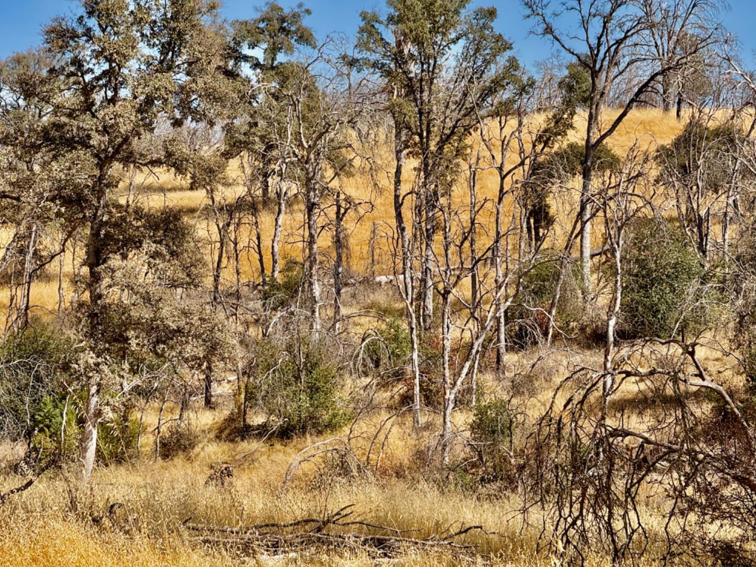 13031 Lone Tree Way Loma Rica, CA 95901 - Photo 2 of 19