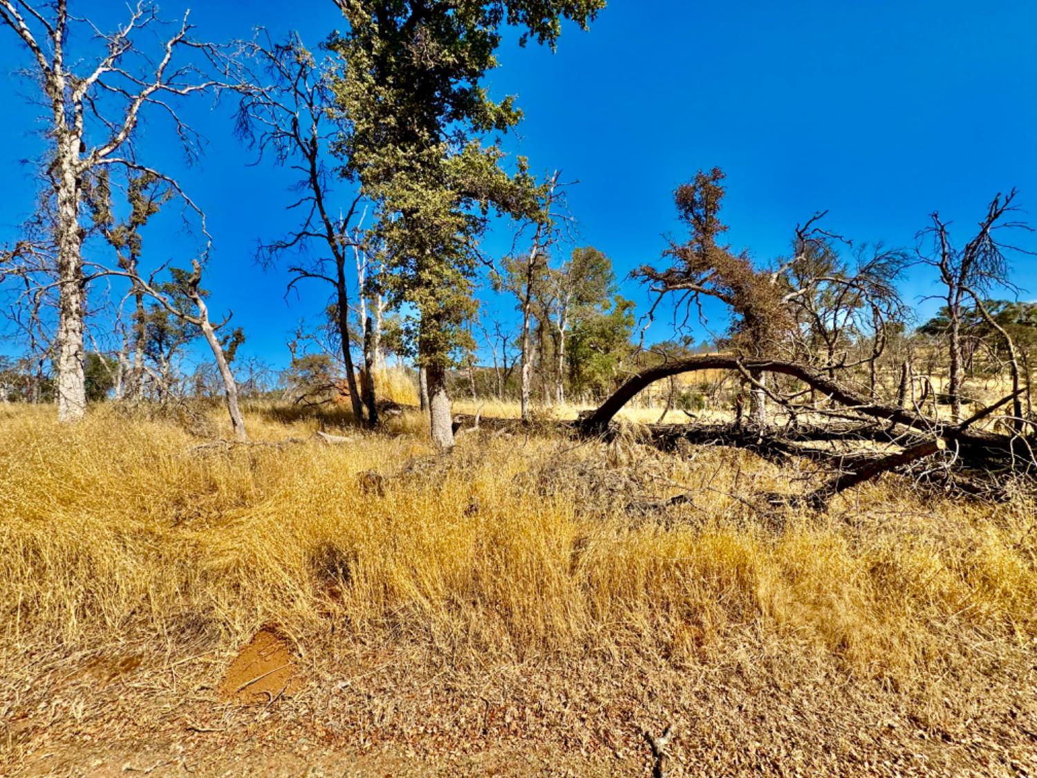 13031 Lone Tree Way Loma Rica, CA 95901 - Photo 3 of 19