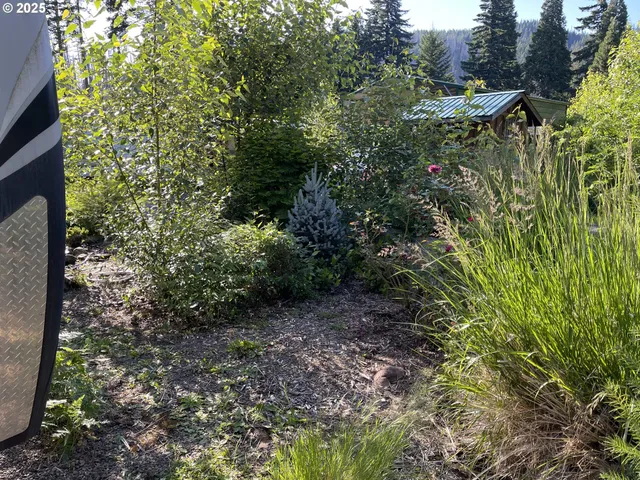 a view of a forest with a tree