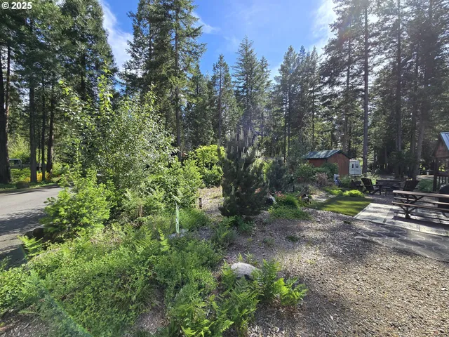 a view of a yard with plants and trees