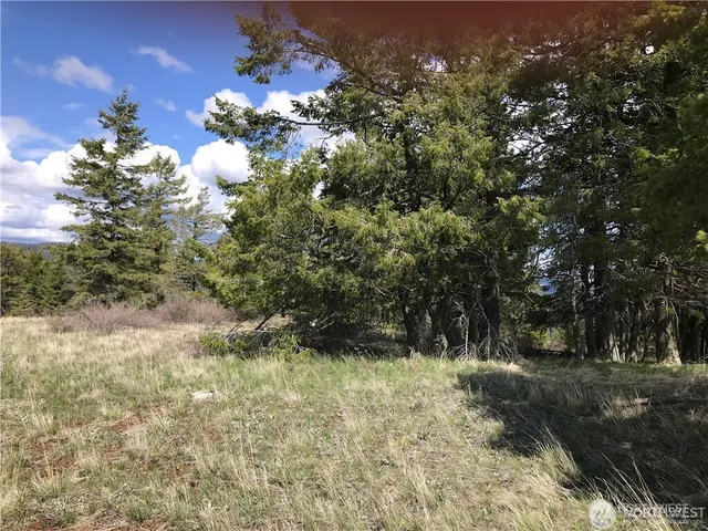 a view of a forest with trees