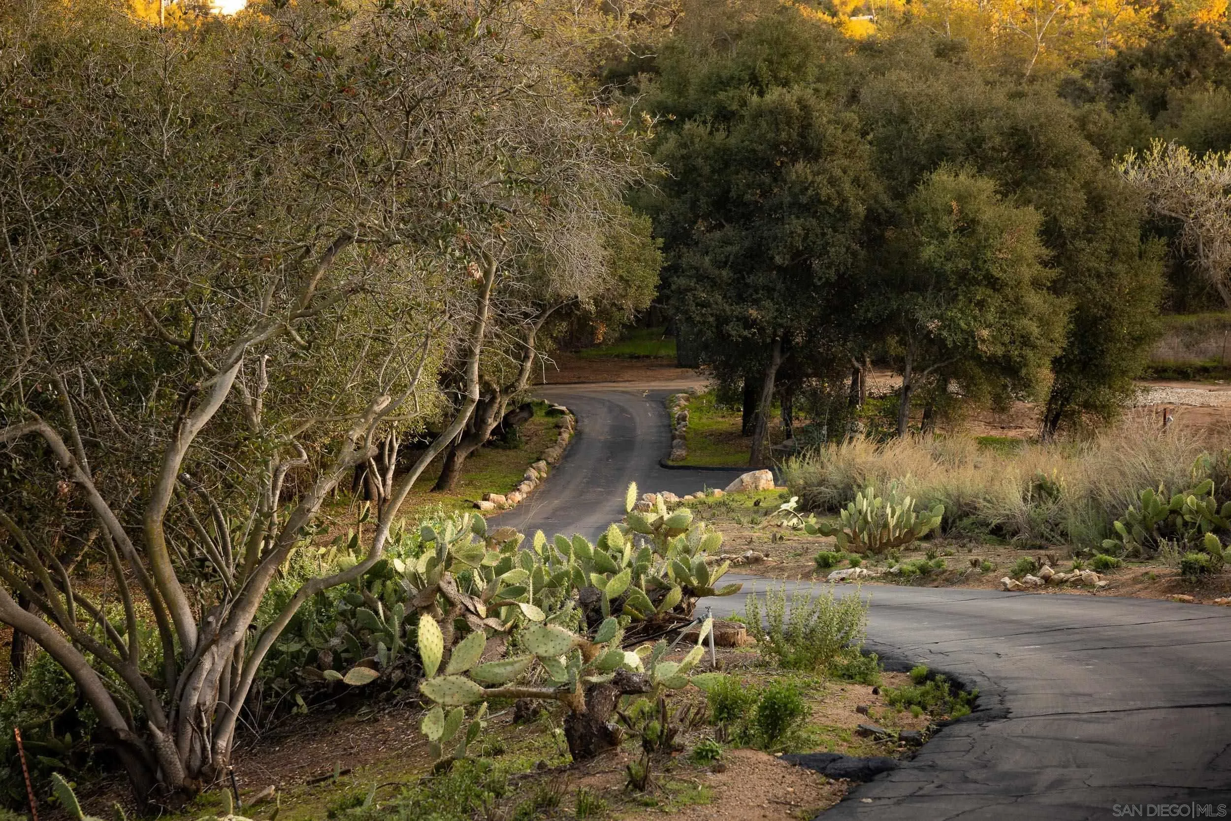 2411 Canyon Road Escondido, CA 92025 - Photo 37 of 41 a view of a yard with plants