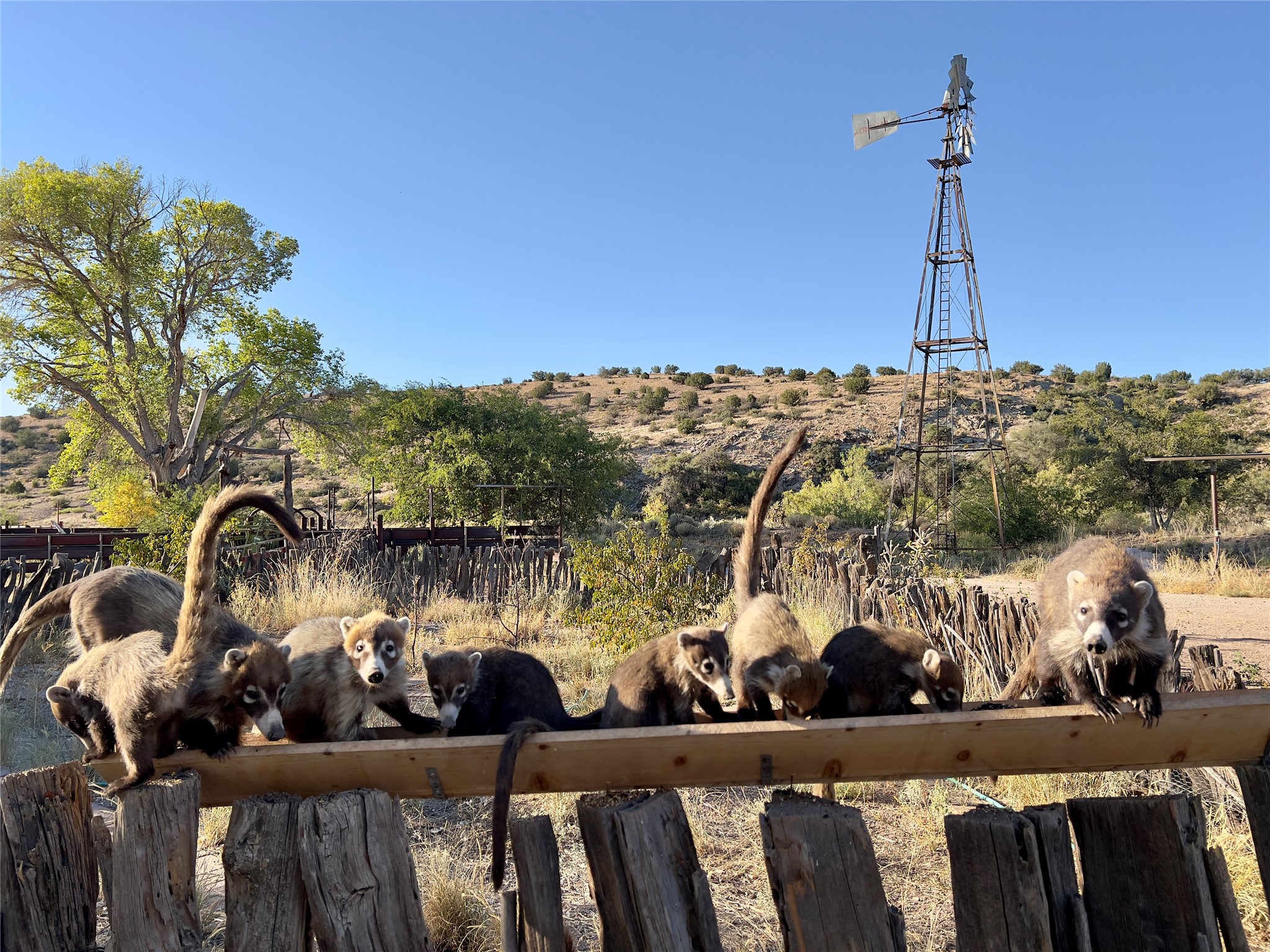 Pitchfork Pitchfork Ranch Silver City, NM 88061 - Photo 9 of 56