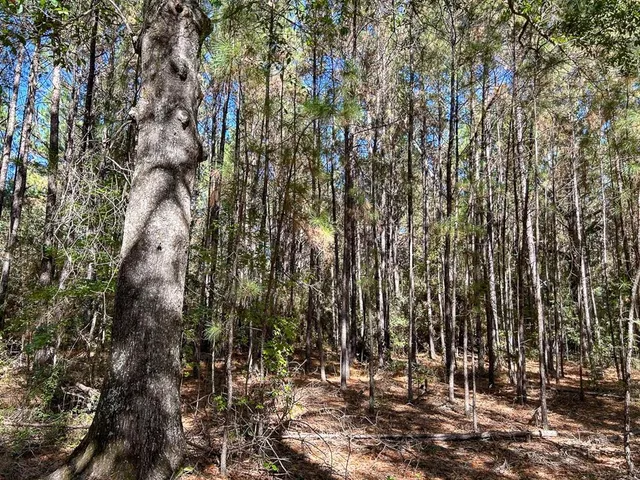 a view of a yard with a tree